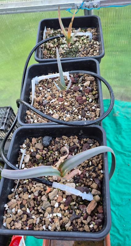 Welwitschia_mirabilis2.jpg